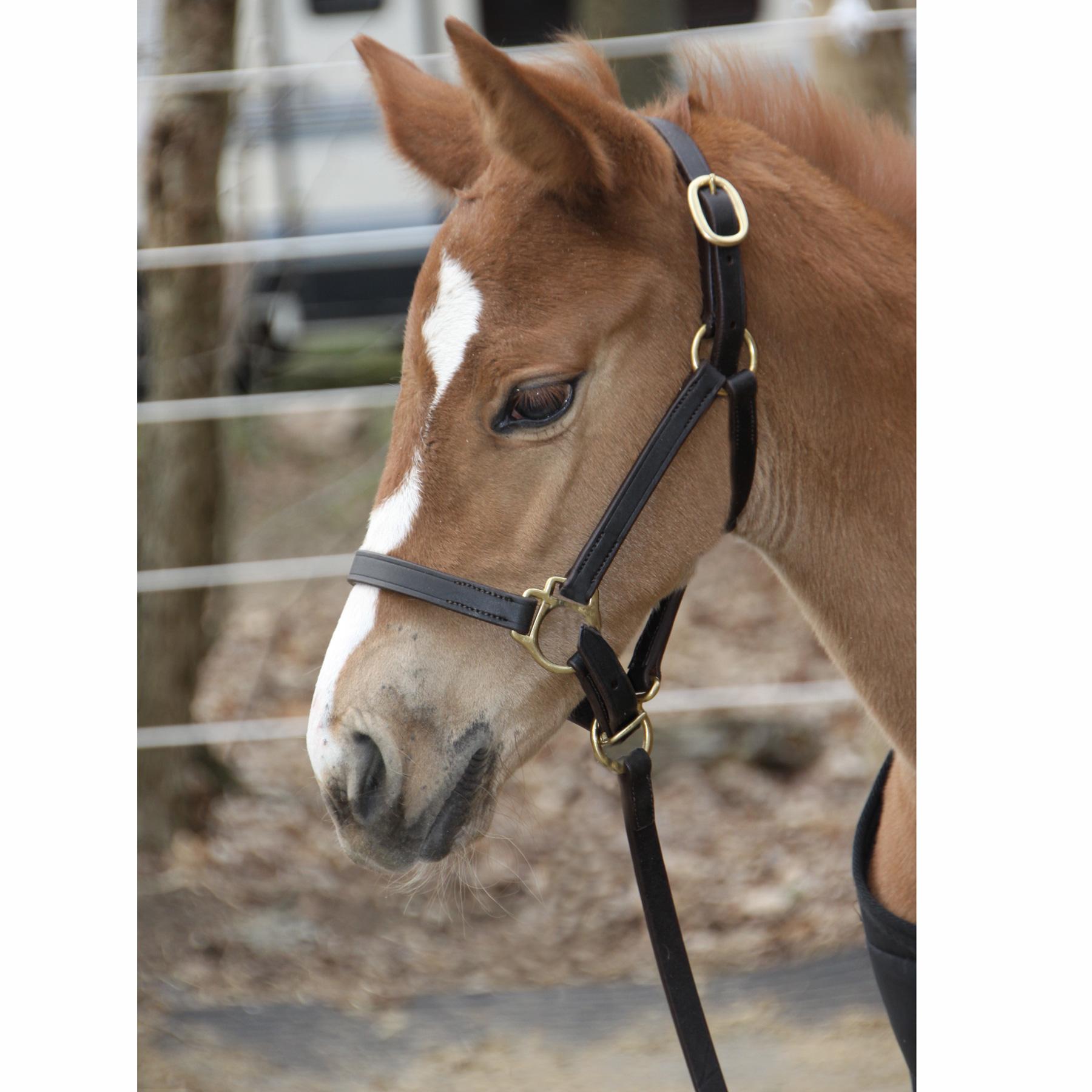 JHL Leather Foal Slip Brown Small 