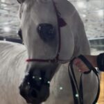 Billy Royal® Original Classic Thread-gold rings Woolen version custom made in red/ burgundy or mix (Copy)